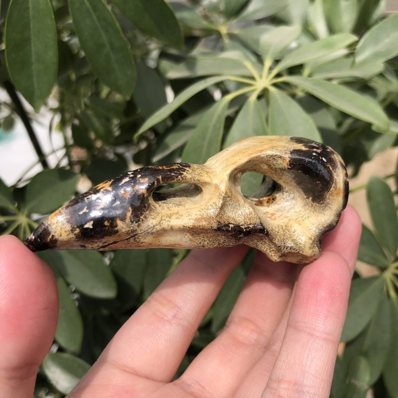 Close-up of single picture jasper bird skull carving, natural stone detail.