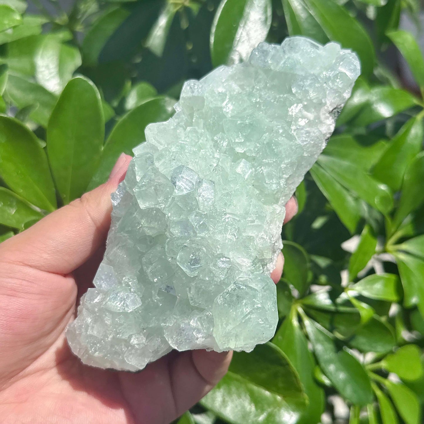 Indian Apophyllite Mineral Specimen