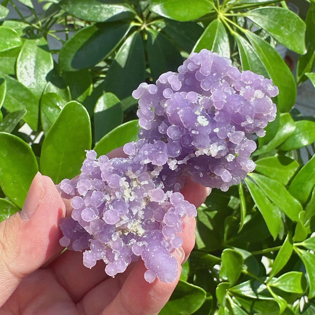 Grape Agate with Clear Quartz Specimen