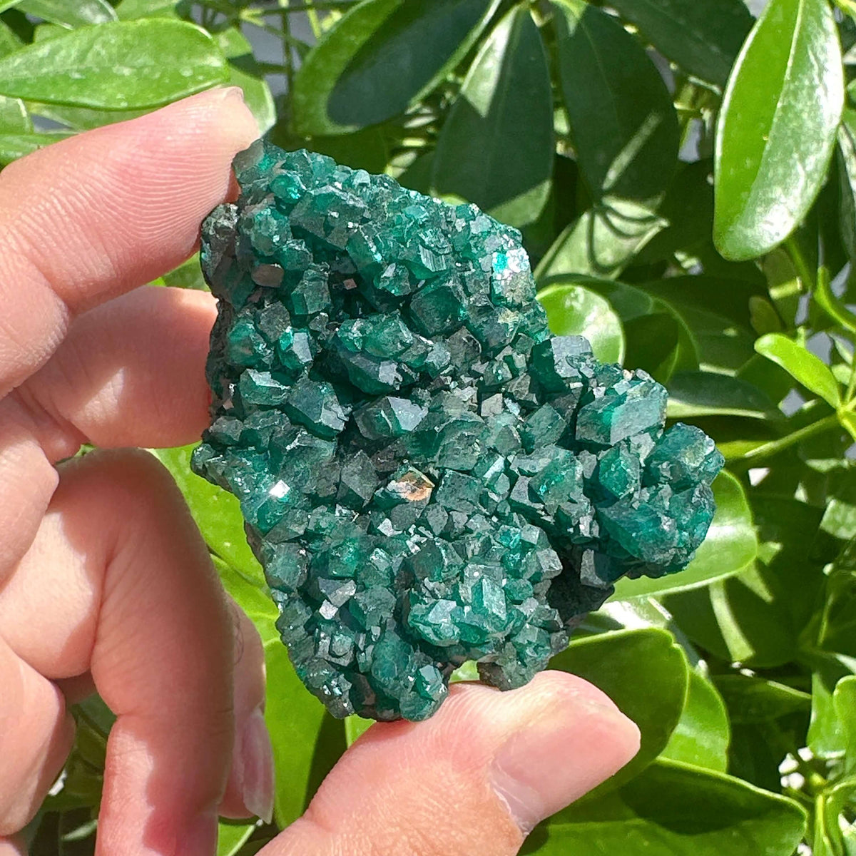 Dioptase Specimen