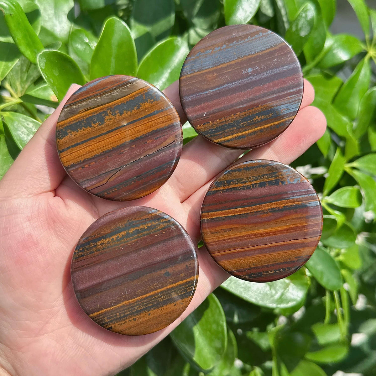 Tiger Iron Disc