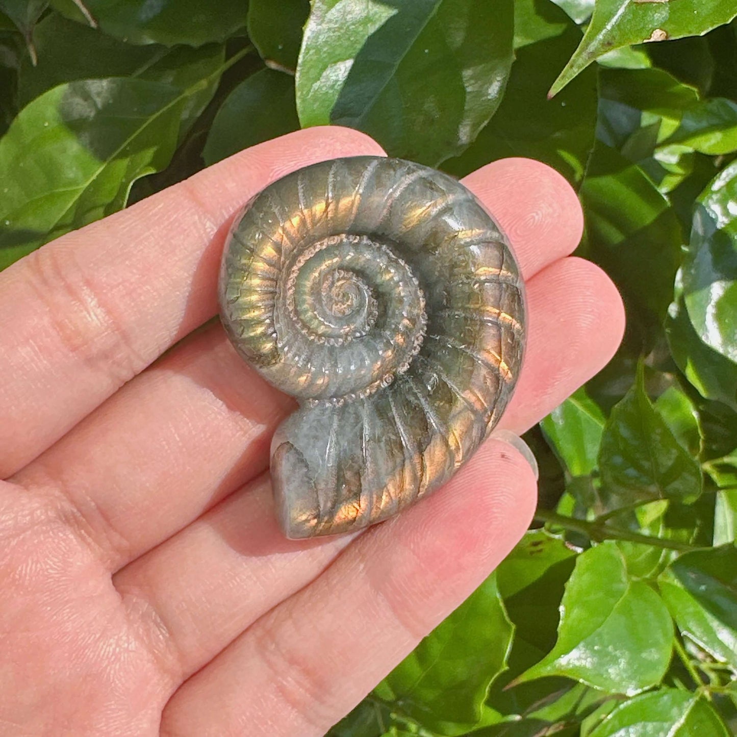 Labradorite conch shell in hand, displaying the beautiful light play and natural patterns