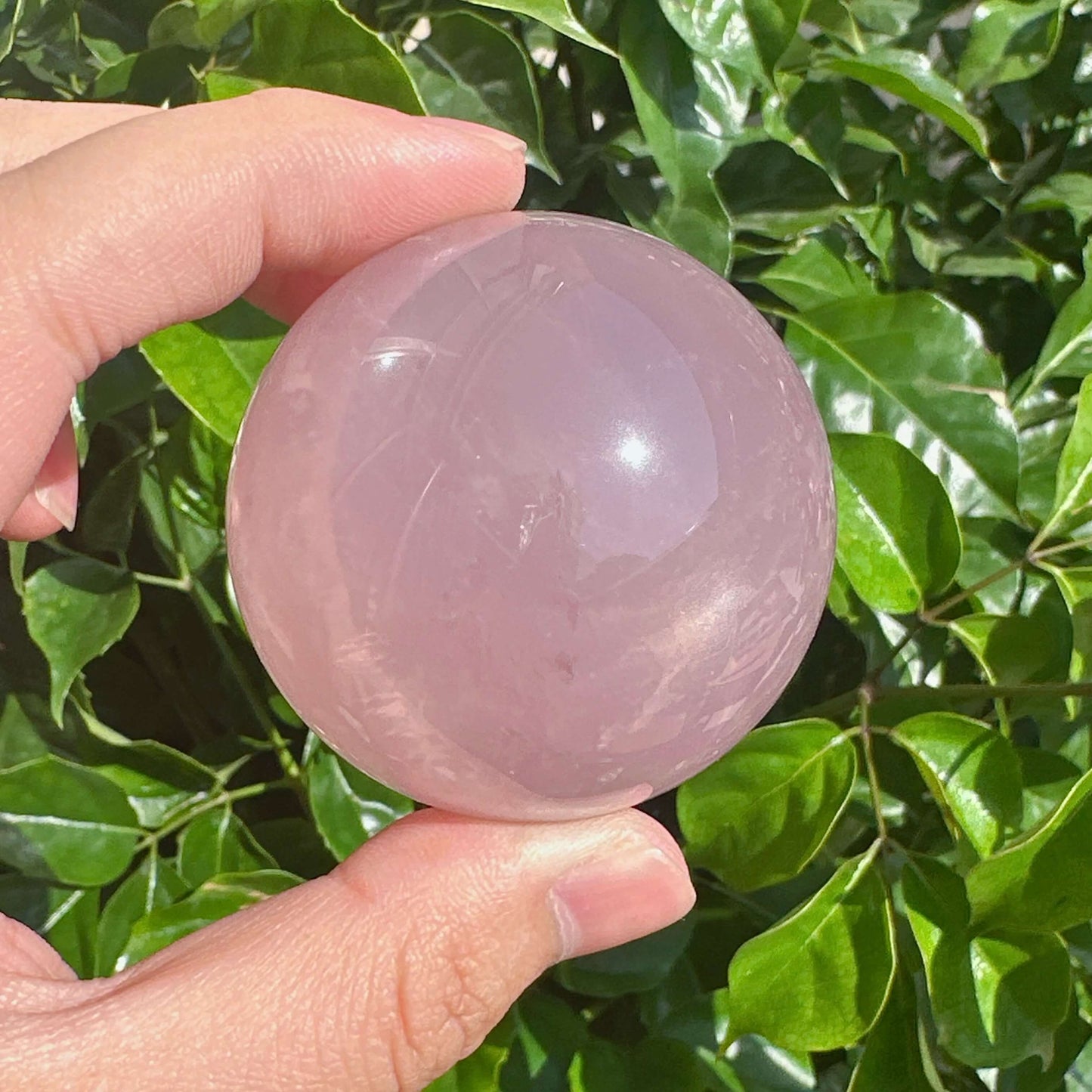 Two Star Rose Quartz Spheres held together, showcasing their clear star-shaped light reflections and soothing appearance.
