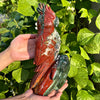 11‘’+ Ocean Jasper Parrot