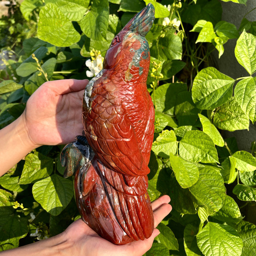 11‘’+ Ocean Jasper Parrot