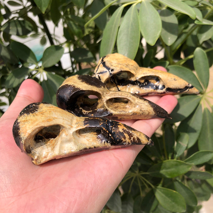 Picture Jasper Bird Skull