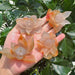 Agate Lotus Carving