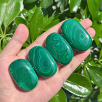Malachite Palm