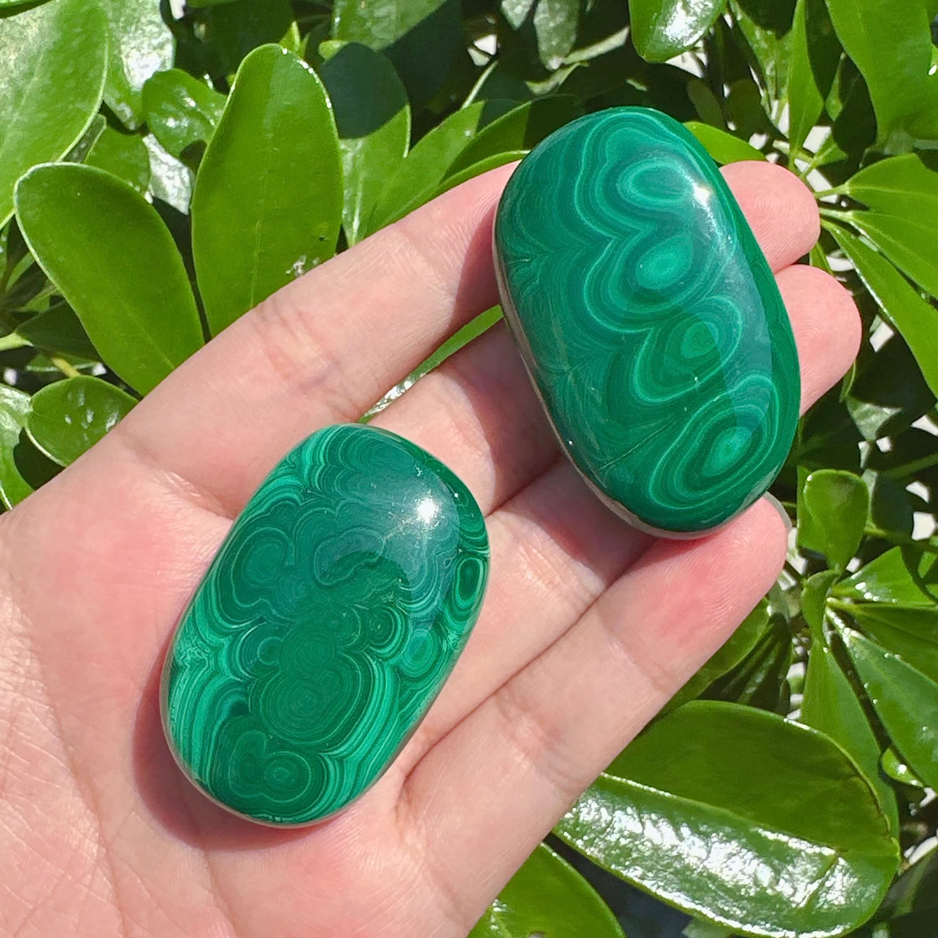 Malachite Palm