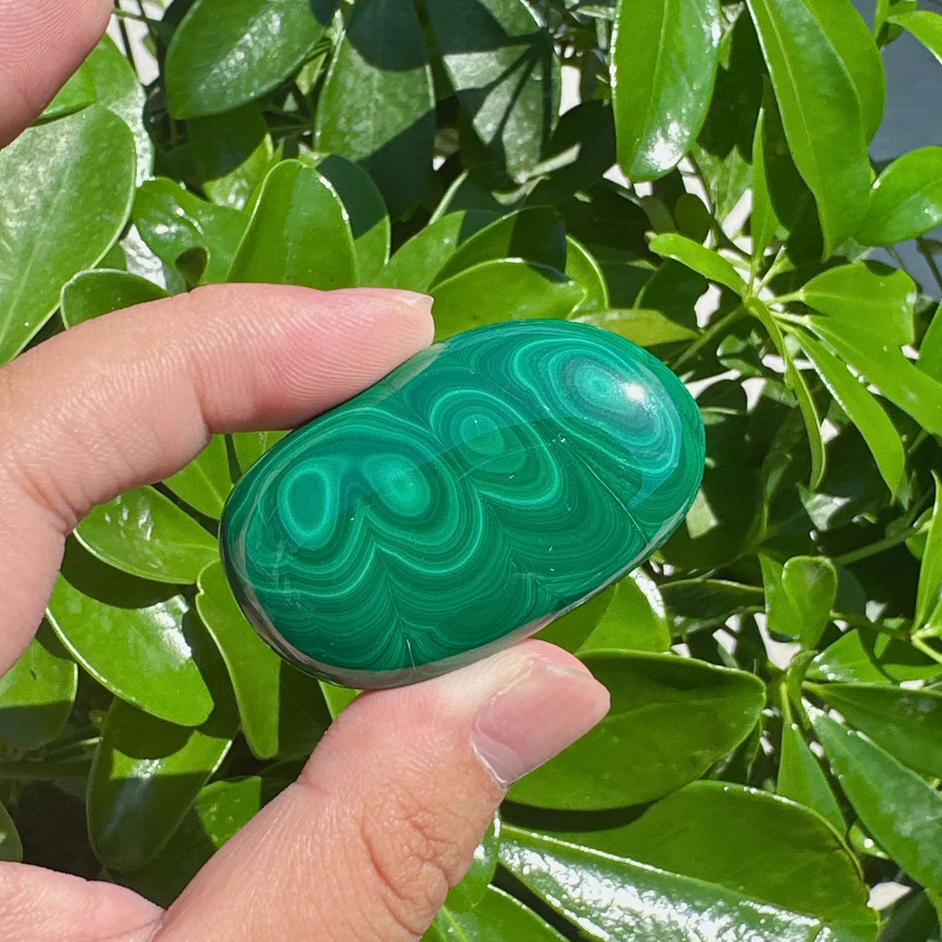 Malachite Palm
