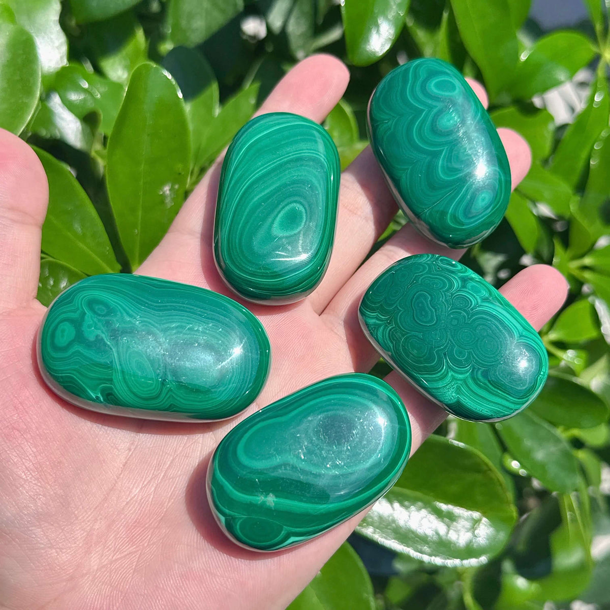 Malachite Palm