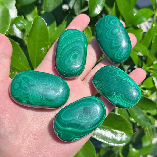 Malachite Palm