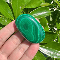 Malachite Palm
