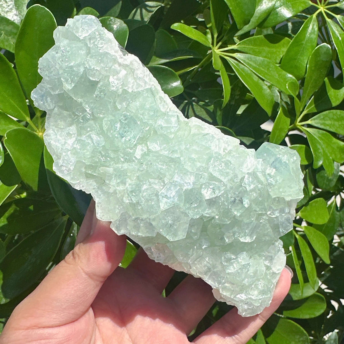 Indian Apophyllite Mineral Specimen