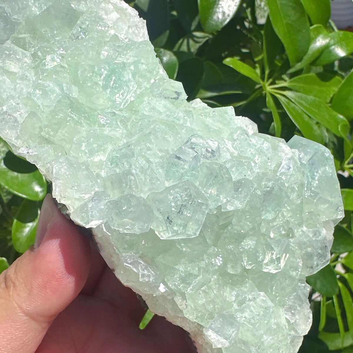 Indian Apophyllite Mineral Specimen