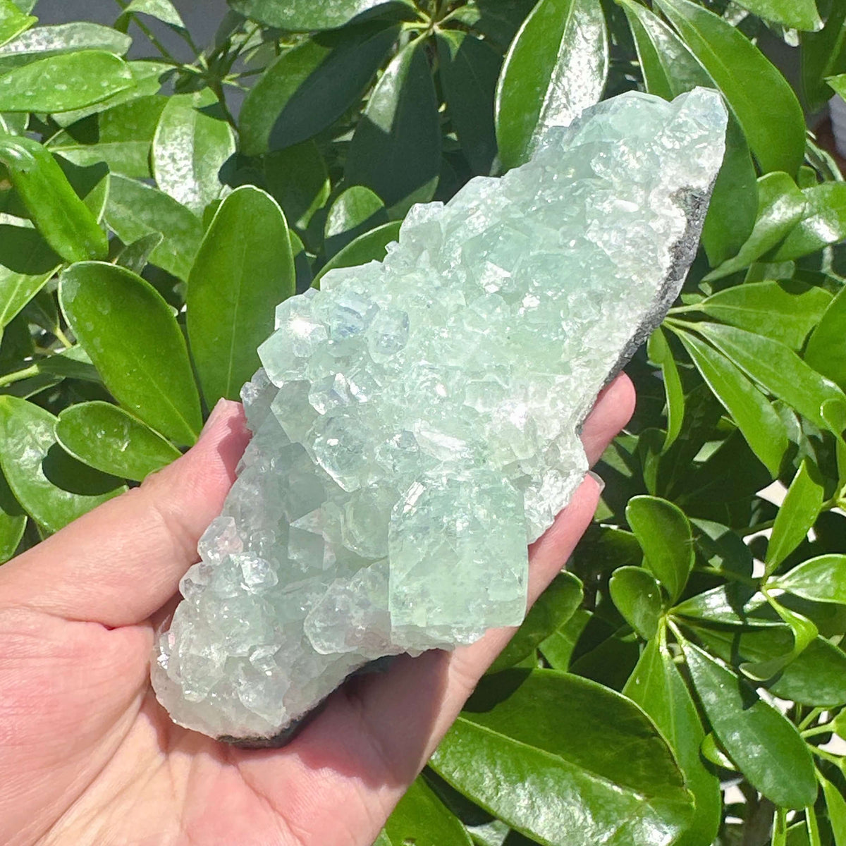 Indian Apophyllite Mineral Specimen
