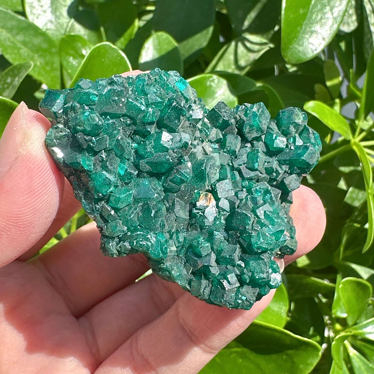 Dioptase Specimen