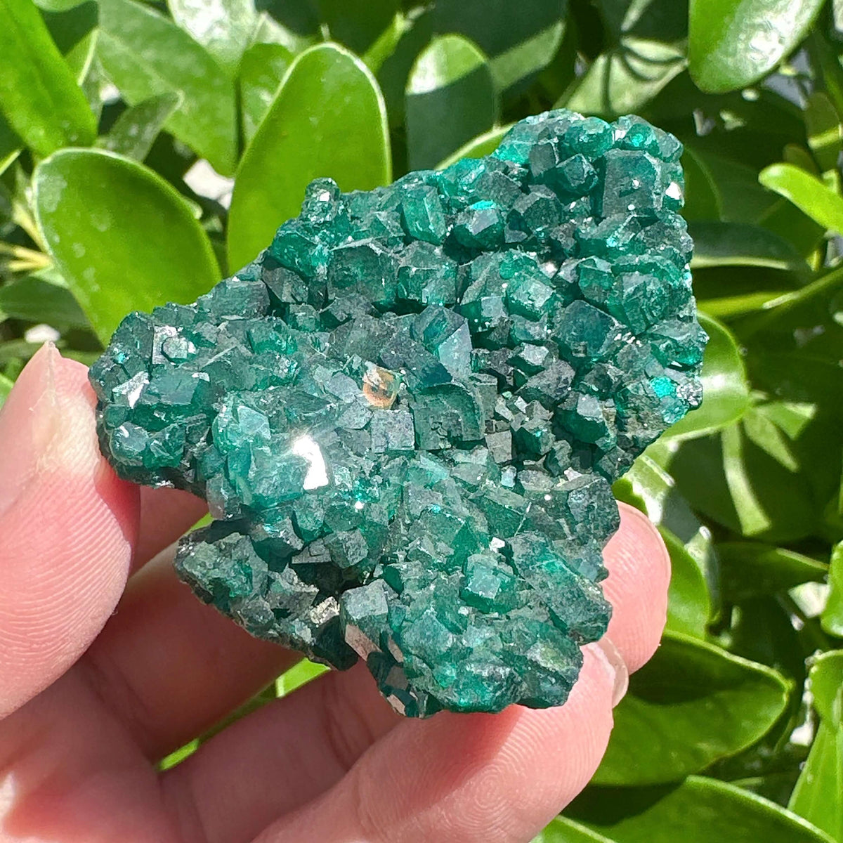 Dioptase Specimen