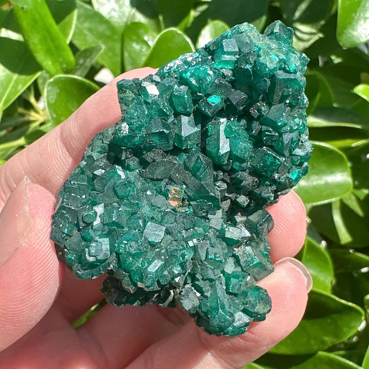 Dioptase Specimen