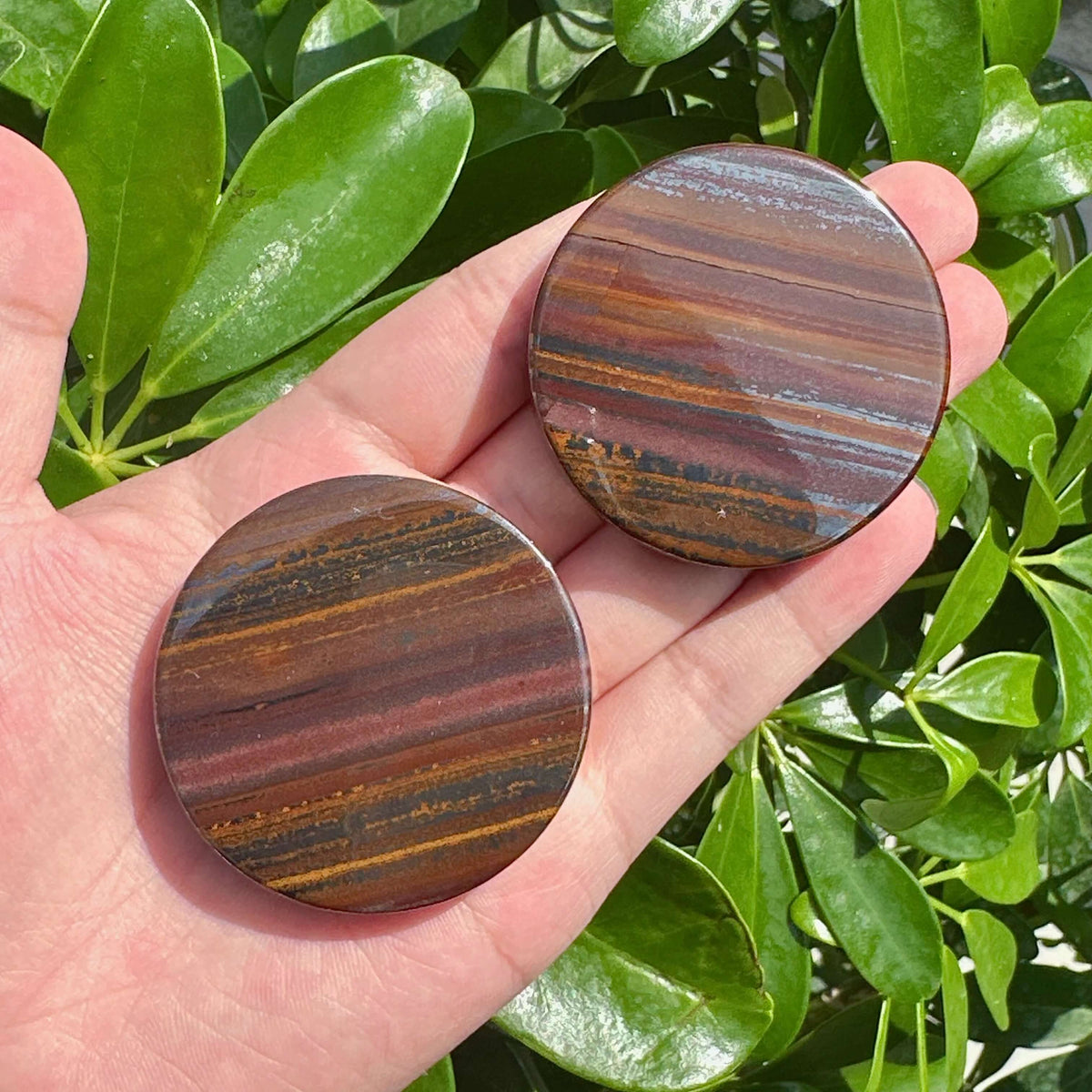 Tiger Iron Disc