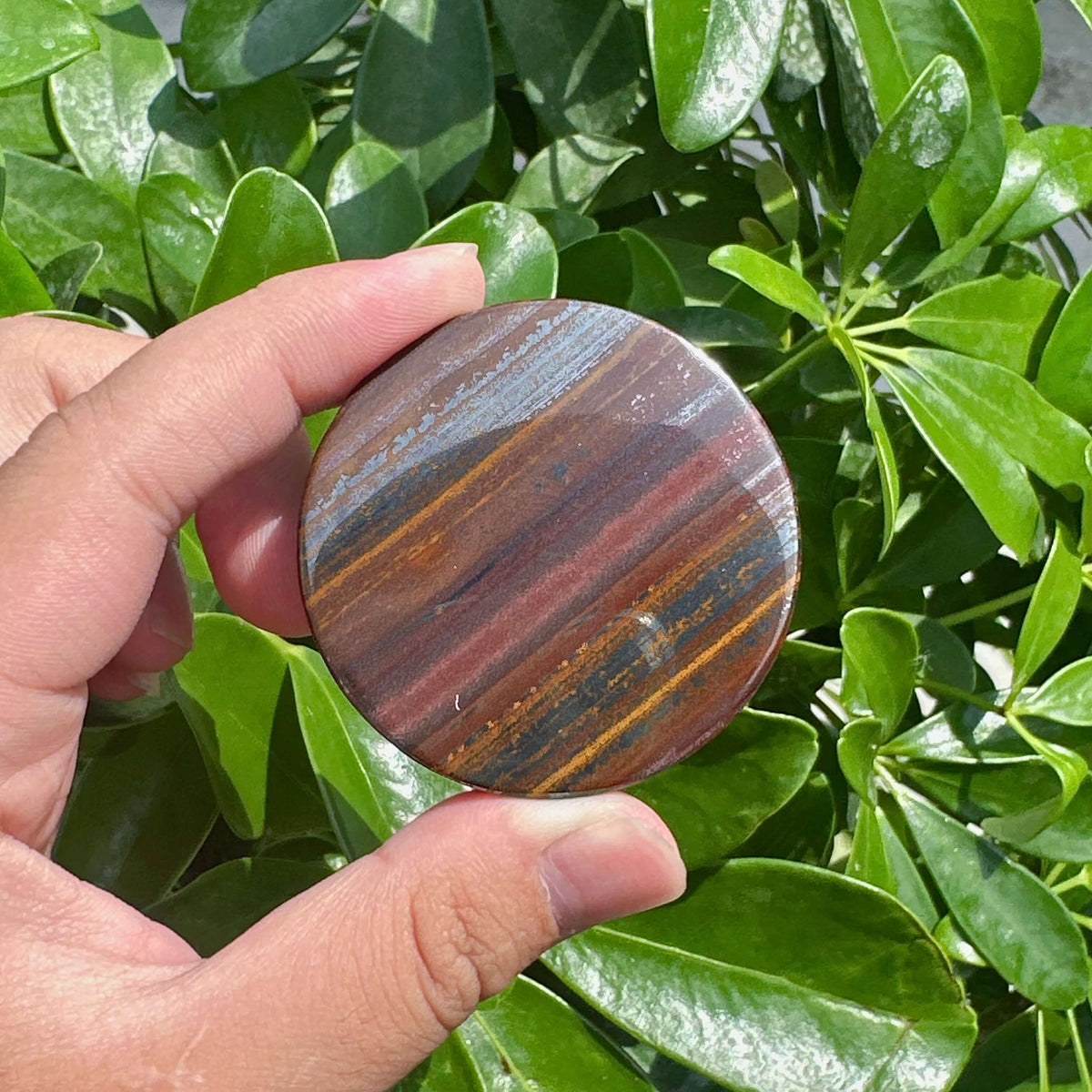 Tiger Iron Disc