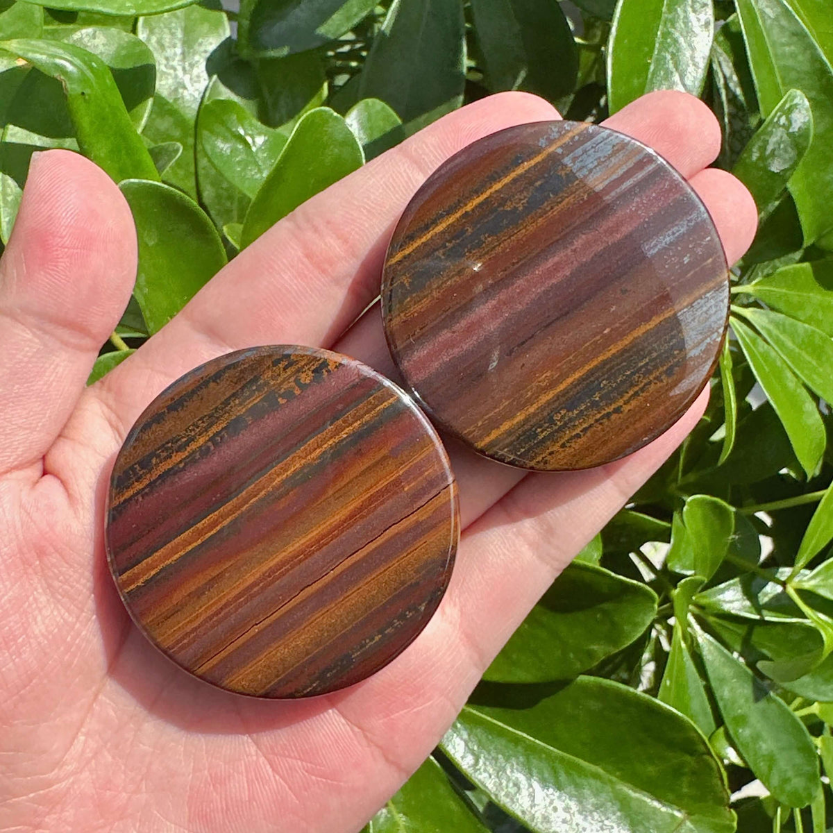 Tiger Iron Disc