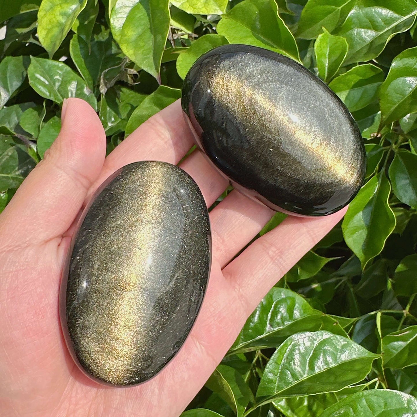 Shiny Golden Obsidian Palm Stone with gold highlights, set against a backdrop of lush green foliage.