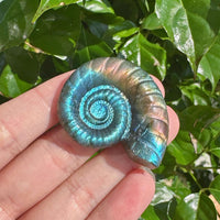 Labradorite conch shell showcasing vibrant iridescent colors
