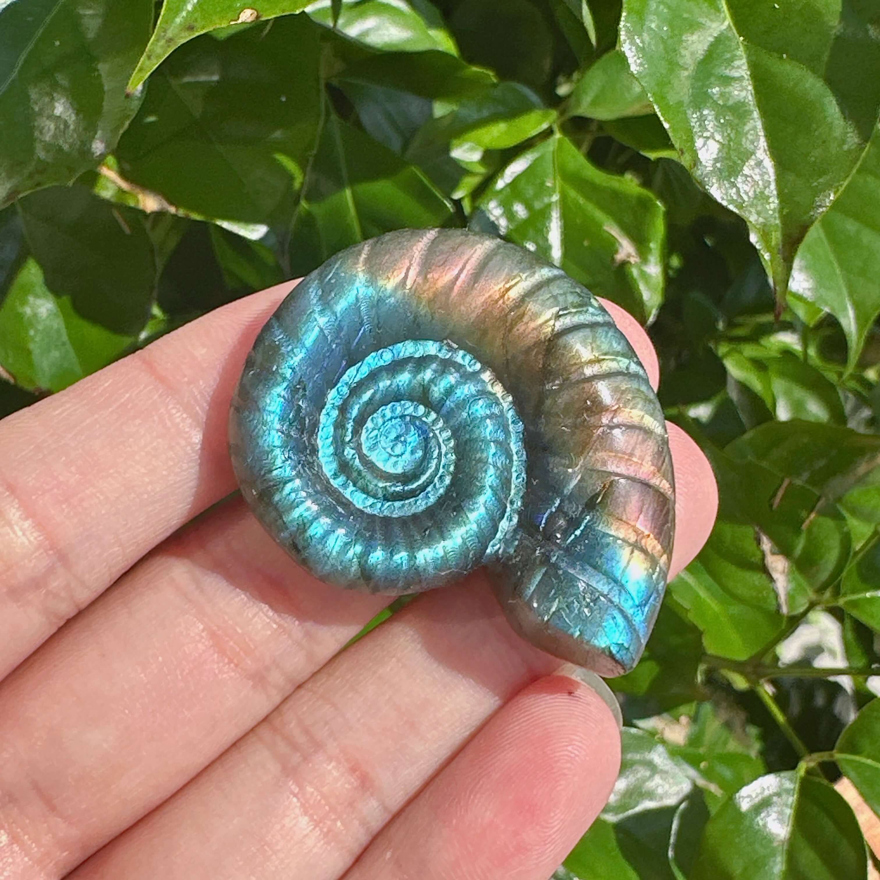 Labradorite conch shell showcasing vibrant iridescent colors