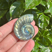 Close-up of a beautifully carved Labradorite conch shell with shimmering hues