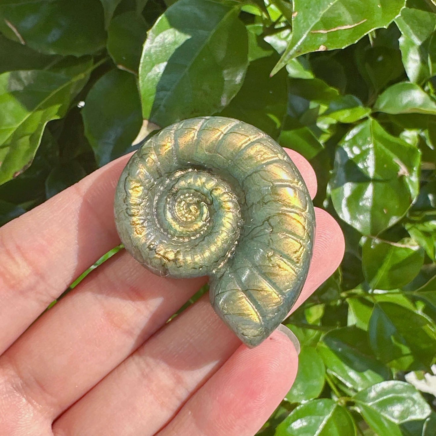 Rear view of a Labradorite conch shell, highlighting its natural iridescence