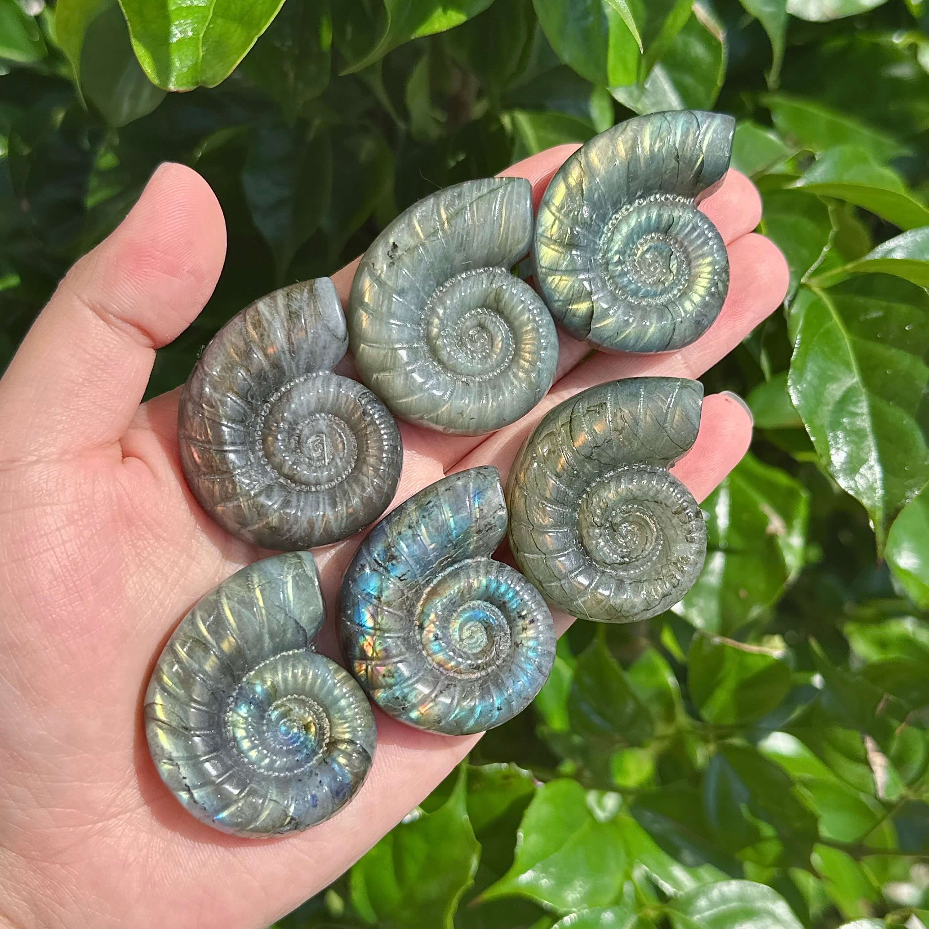 Group of Labradorite conch shells with colorful iridescence