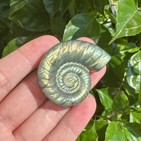 Side view of a Labradorite conch shell, showing the spiral design and color reflections