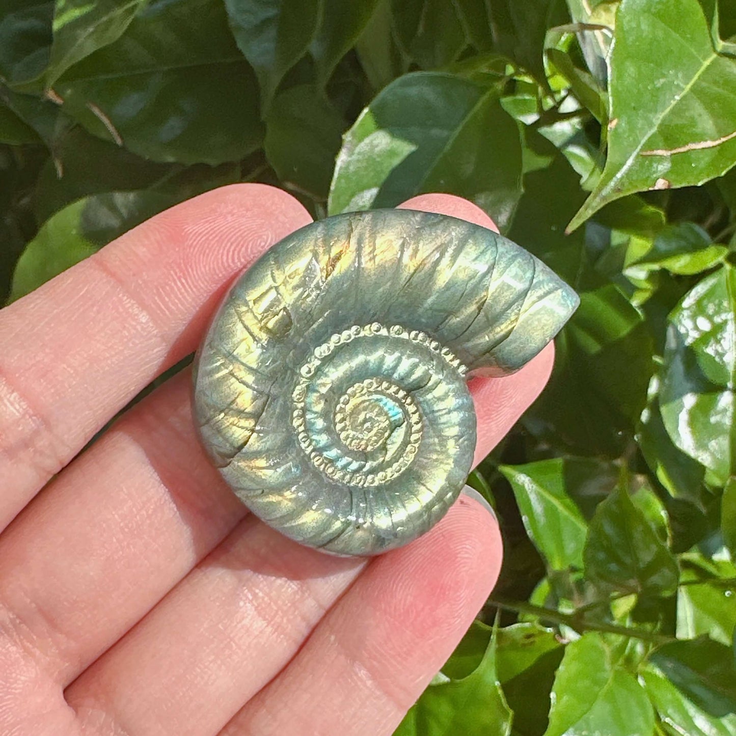 Side view of a Labradorite conch shell, showing the spiral design and color reflections