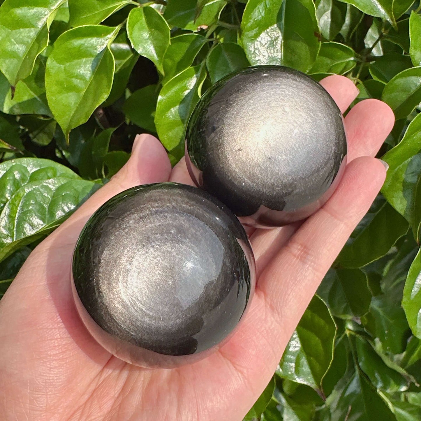 Multiple Silver Obsidian spheres with shiny, smooth surface, displayed against foliage.